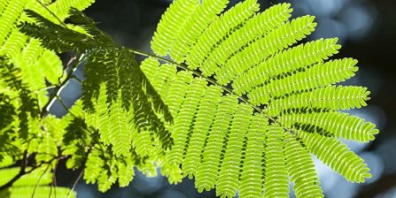 Image : Botanique - Albizia