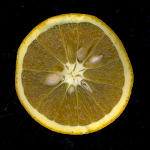 Fruit charnu de l oranger de type baie a multiples loges