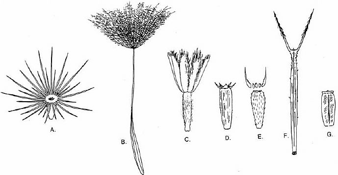 Types d'aigrette couronnant un akene