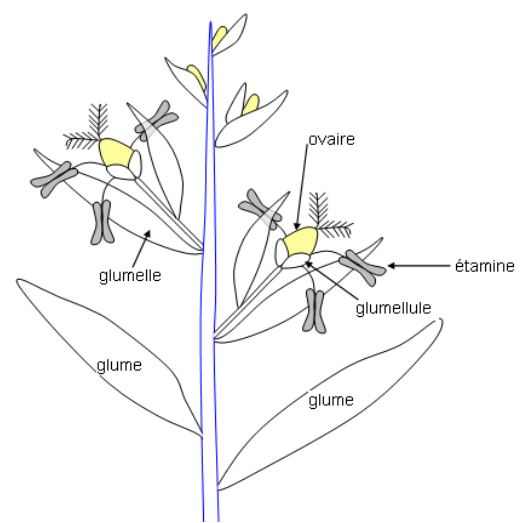 Etamine - définition de étamine - lexique culinaire