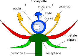 Description d un carpelle de fleur