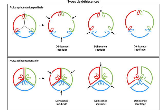 Dehiscence de la capsule par fentes longitudinales