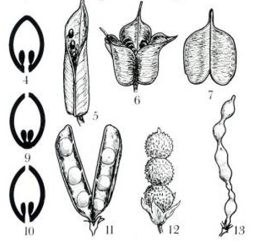 Dehiscence de la follicule et de la gousse