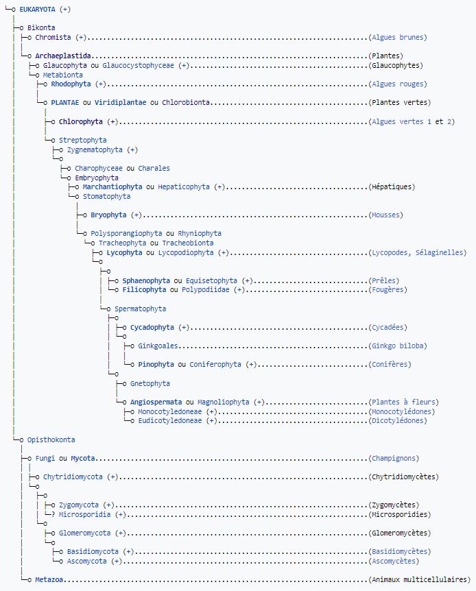 Classification phylogenetique des eucaryotes
