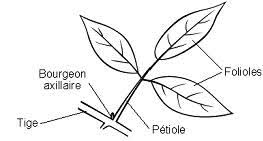 Structure d'une feuille