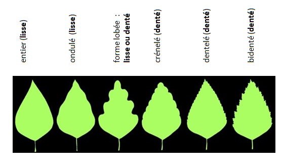 Bords speciaux d une feuille plate