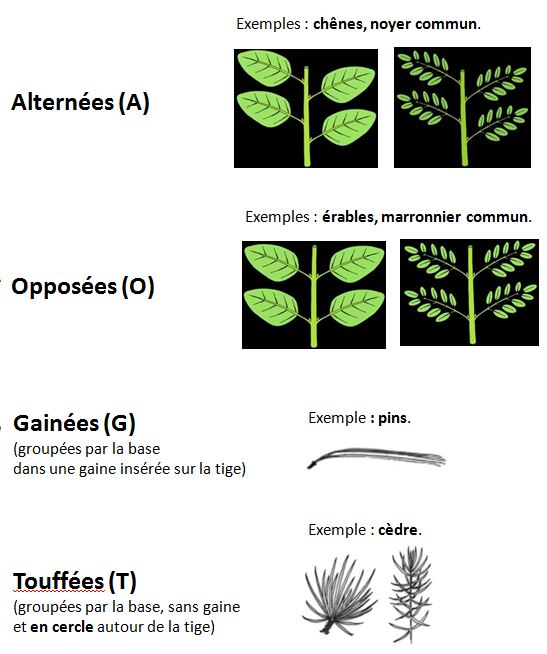 Disposition des feuilles plates sur la tige