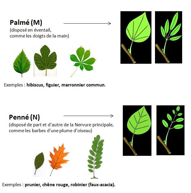 Squelette d une feuille plate