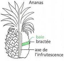 Fruit charnu de l ananas - description