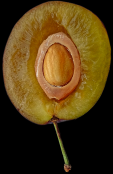 Fruit charnu du prunier d ente de type drupe a un noyau uniloculaire