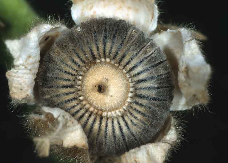 Fruit sec de la rose tremiere de type schizocarpe