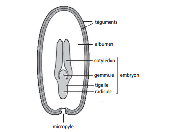 Structure de la graine d une plante