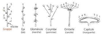 Inflorescences simples