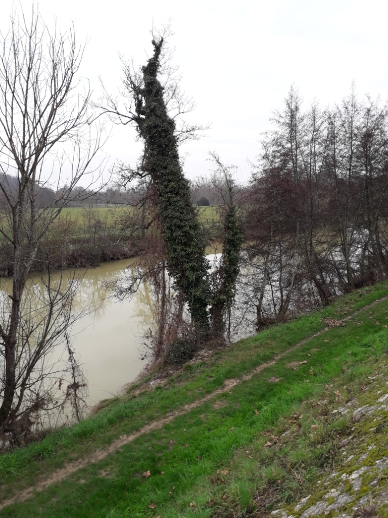 Lierre grimpant sur arbre vivant