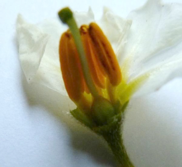 Ovaire supere de la fleur de pomme de terre