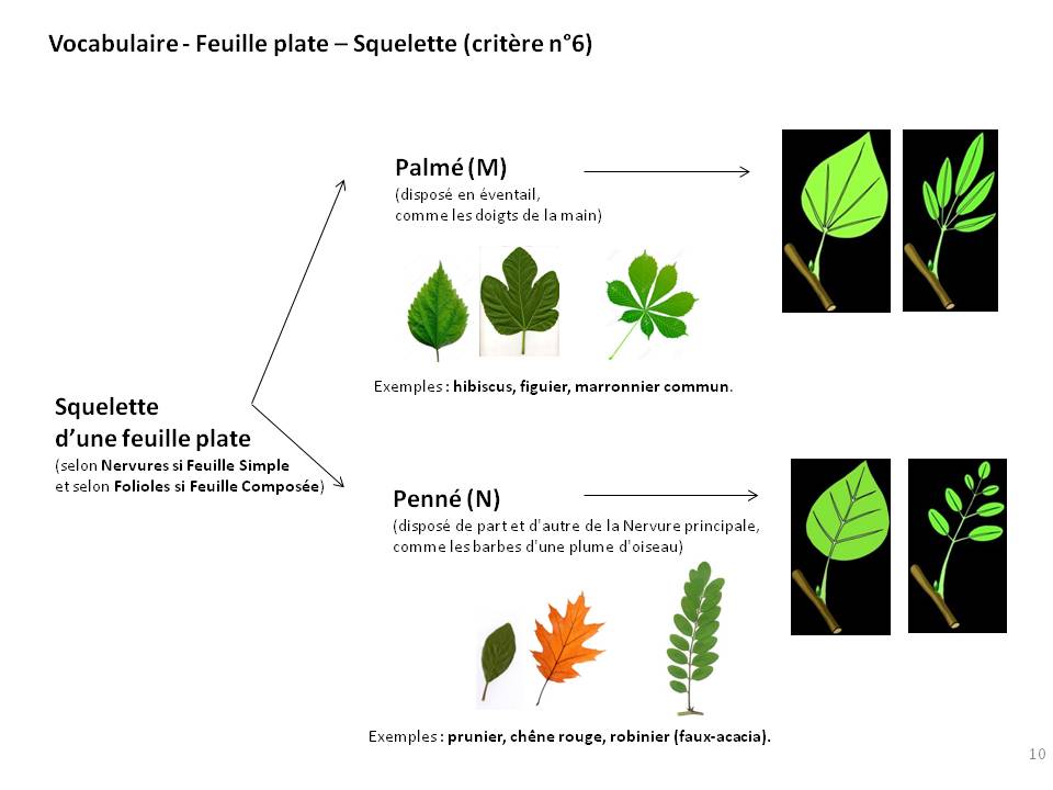 Feuilles composées : Définition, types et exemples