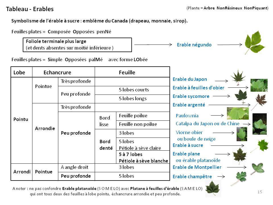 Image Botanique : tableau15