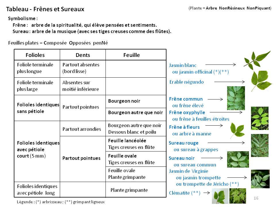 Image Botanique : tableau16