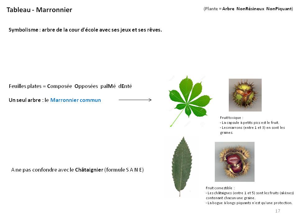 Image Botanique : tableau17