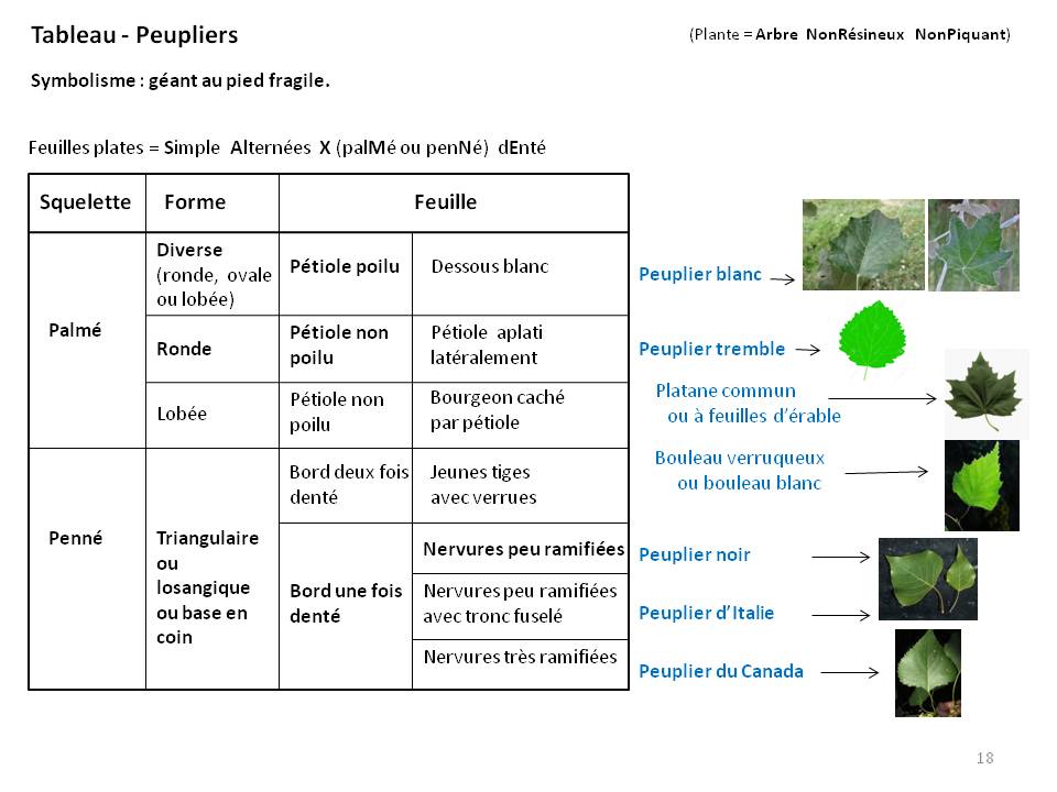 Image Botanique : tableau18