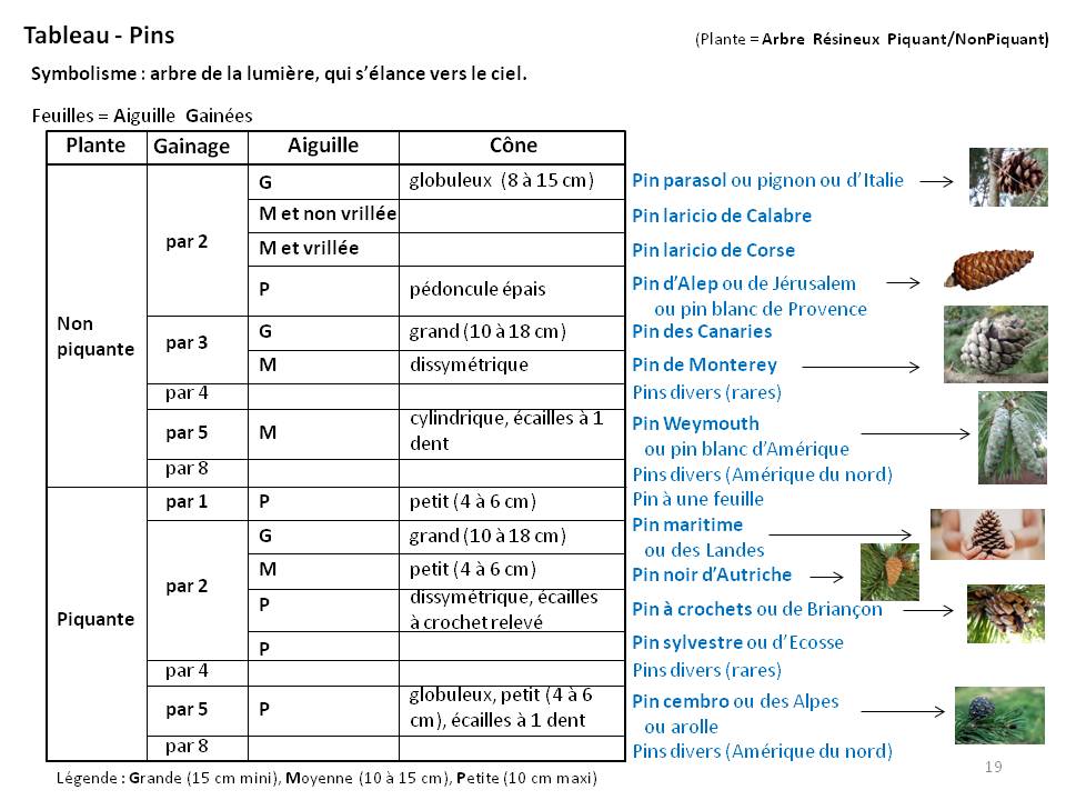 Image Botanique : tableau19