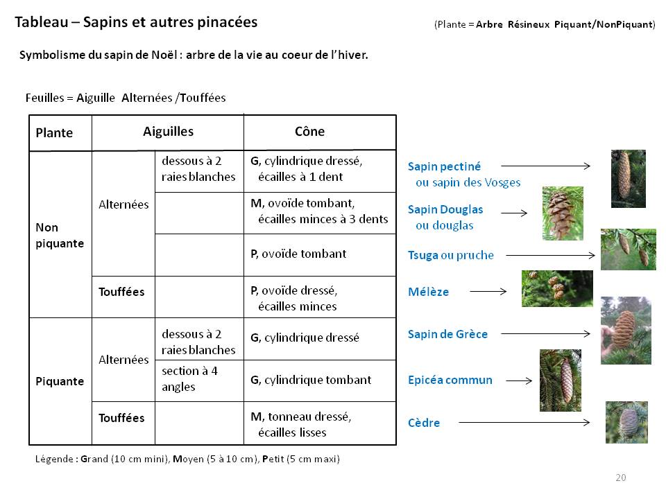 Image Botanique : tableau20