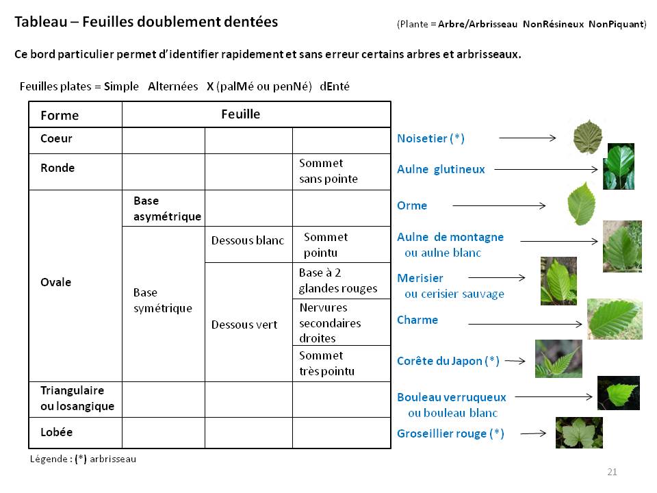 Image Botanique : tableau21