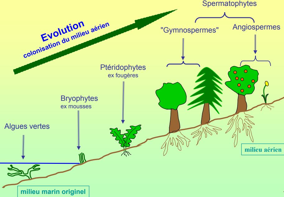 Classification generale des plantes