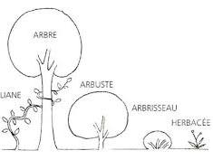 Classification pratique des plantes