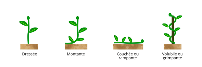 Types de port pour une plante