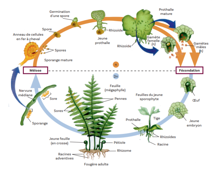 Cycle de reproduction de la fougere