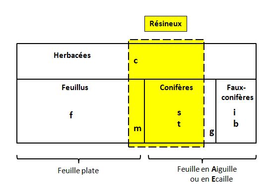 Plantes ligneuses resineuses et non resineuses