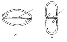 Siliques latiseptee et angustiseptee