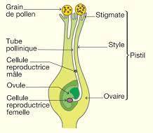 Tube pollinique des angiospermes
