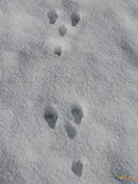 Picture Mammal footprints