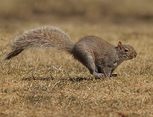 Picture Leap1 of squirrel