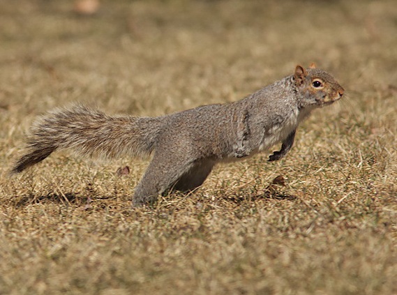 Picture Leap2 of squirrel