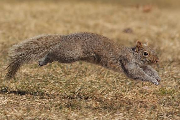 Picture Leap3 of squirrel