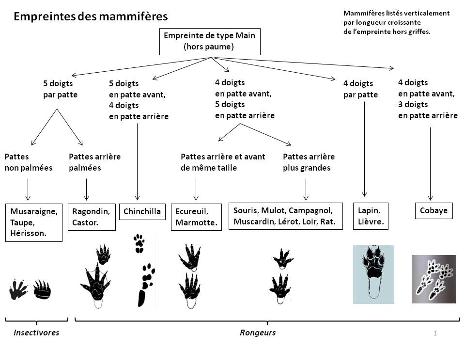 Image Empreintes : page1