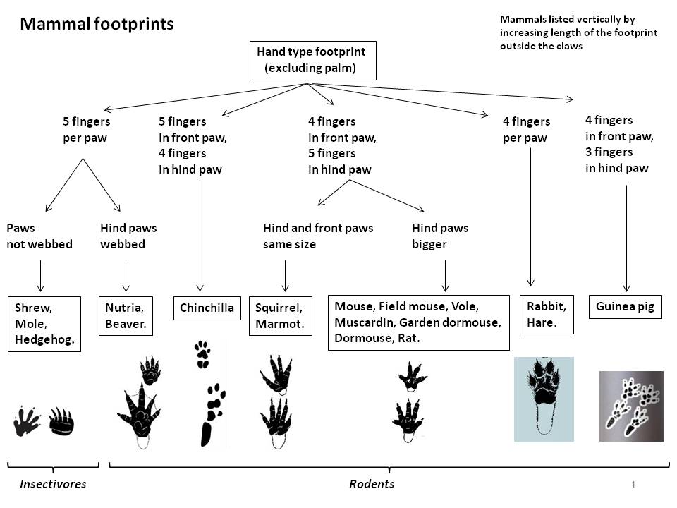 Picture Footprints : page1