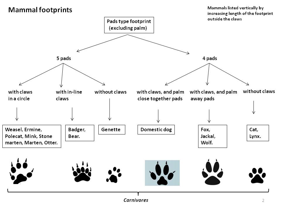 Picture Footprints : page2