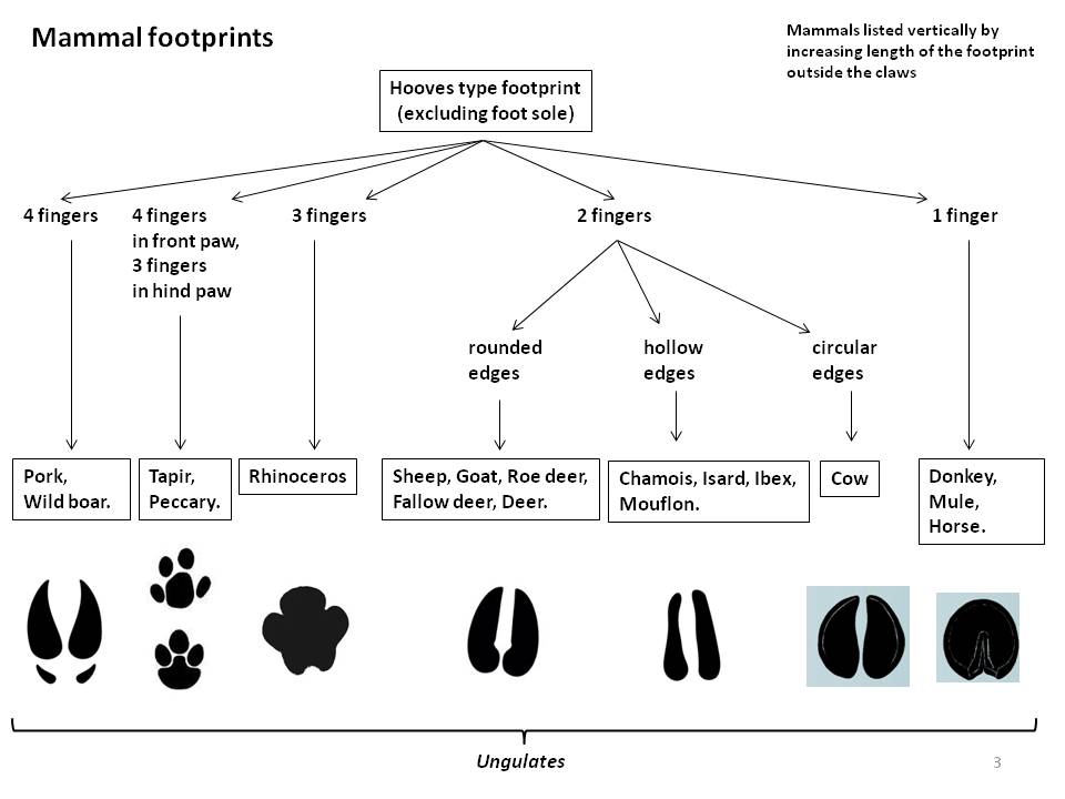 Picture Footprints : page3