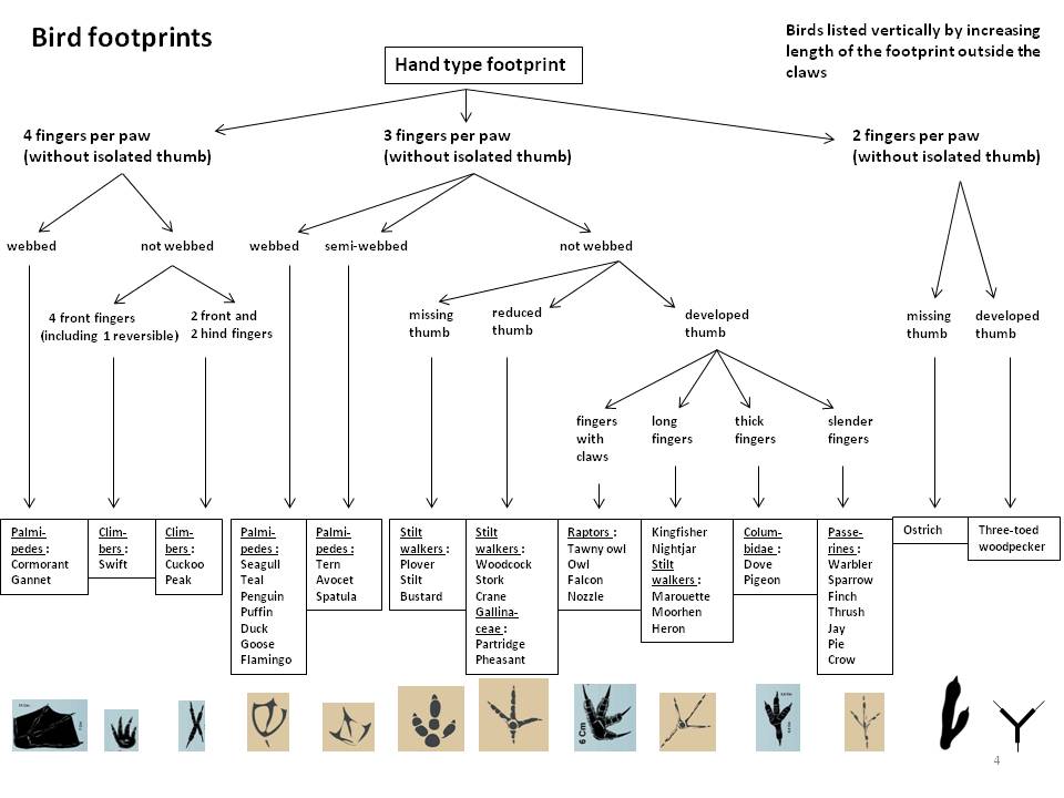 Picture Footprints : page4