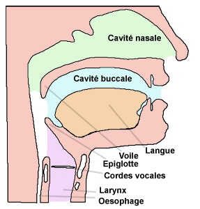 Image Musique : Appareil phonatoire