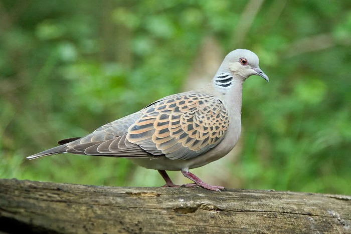 Image Ornithologie : Tourterelle des bois