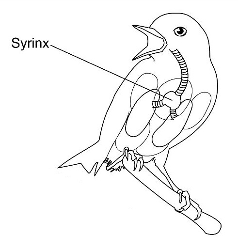 Image Ornithologie : Syrinx