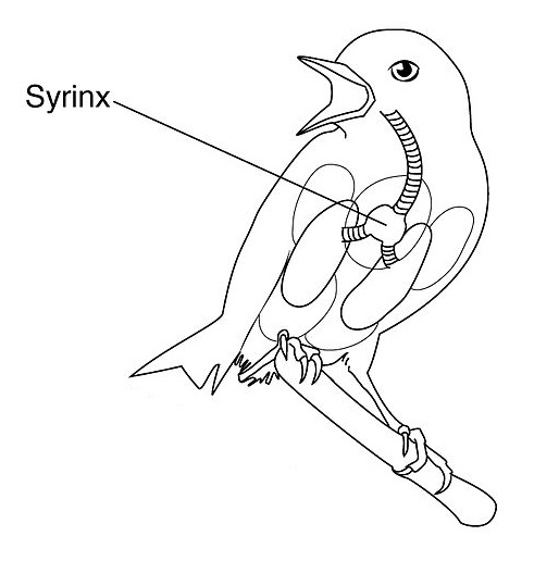 Image Ornithologie : Syrinx